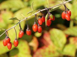 Gojibeere 'Big Lifeberry' � - Lycium barbarum 'Big Lifeberry' �