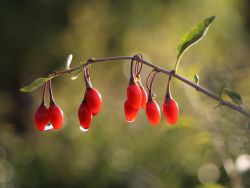 Gojibeere 'Sweet Lifeberry' � - Lycium barbarum 'Sweet Lifeberry' �