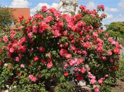 Kletterrose 'Bajazzo' � - Rosa 'Bajazzo' �