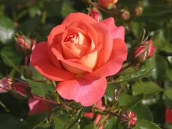 Beetrose 'Sommersonne' � - Rosa 'Sommersonne' �