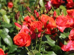 Strauchrose 'Feuerwerk' � - Rosa 'Feuerwerk' �