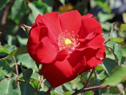 Roter Korsar �, Strauchrose, Wurzelware