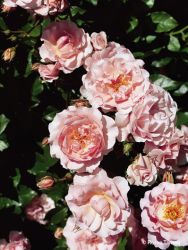 Strauchrose `Rosario` ®, Rosa `Rosario` Strauchrose `Rosario` ®, Rosa `Rosario`