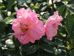 Strauchrose `Rosario` �, Rosa `Rosario` �, Containerware