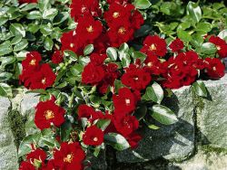 Baumschule Horstmann: Bodendeckerrose Alpenglühen ®, Rosa Alpenglühen ®, Containerware