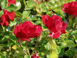 Bodendeckerrose `Alpengl�hen` �, Rosa `Alpengl�hen` �, Containerware