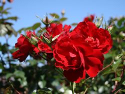 Bodendeckerrose `Austriana` ®, Rosa `Austriana` ®, Topfballen