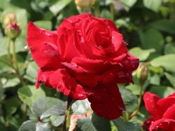 Strauchrose `Ulmer M�nster` �, Rosa `Ulmer M�nster` �, Containerware