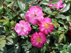 Bodendeckerrose `Lavender Dream` �, Rosa `Lavender Dream` �, Topfballen