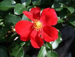 Bodendeckerrose `Red Haze` �, Rosa `Red Haze` �, Containerware
