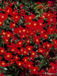 Bodendeckerrose `Red Haze` ®, Rosa `Red Haze` Bodendeckerrose `Red Haze` ®, Rosa `Red Haze`