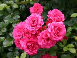 Rody �, Bodendeckerrose, Topfballen