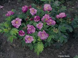Bodendeckerrose `Foxi` �, Rosa rugosa `Foxi` �, Topfballen