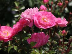 Bodendeckerrose `Satina` �, Rosa `Satina` �, Containerware