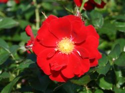 Bodendeckerrose `Stadt Potsdam` ®, Rosa  `Stadt Potsdam` ®