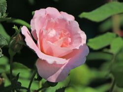 Parkrose 'Fritz Nobis' - Rosa 'Fritz Nobis'