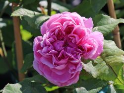 Parkrose 'Jacques Cartier' - Rosa 'Jacques Cartier'