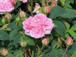 Parkrose 'K�nigin von D�nemark' - Rosa 'K�nigin von D�nemark'