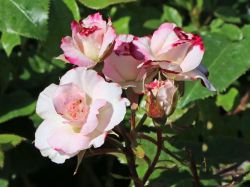 Beetrose 'Abigaile' � - Rosa 'Abigaile' �