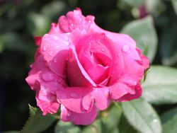 Beetrose `Blue Parfum` ®, Rosa  `Blue Parfum` ®