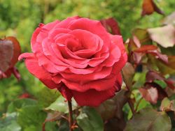 Edelrose `Duftwolke` �, Rosa `Duftwolke` �, Containerrosen