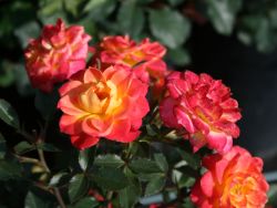 Zwergrose `Mandarin` �, Rosa `Mandarin` �, Containerrosen