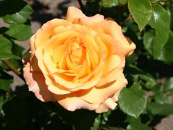 Edelrose 'Adolf Horstmann' - Rosa 'Adolf Horstmann'