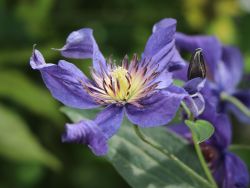 Clematis 'Blue Pyrouette' - Clematis 'Blue Pyrouette'