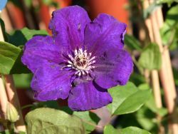 Clematis 'Satsukibare' - Clematis 'Satsukibare'