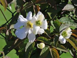 Baumschule Horstmann: Clematis Shirayakihine, 60-100 cm, Clematis Shirayakihine, Containerware
