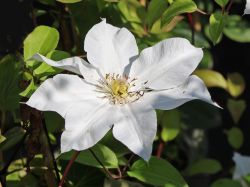 Clematis 'Toki' - Clematis 'Toki'