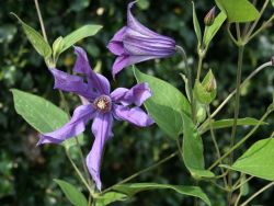 Clematis 'Sizaja Ptitsa' - Clematis integrifolia 'Sizaja Ptitsa'
