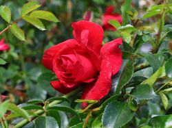 Kletterrose 'The Prince's Trust' � / 'Baikal' � - Rosa 'The Prince's Trust' � / 'Baikal' �