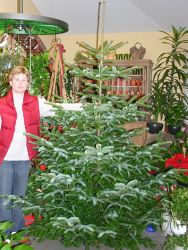 Weihnachtsbaum - Echte Nordmanntanne - ohne Einsatz von Spritzmitteln gewachsen