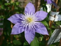 Baumschule Horstmann: Clematis Crystal Fountain oder Fairy Blue TM Evipo038 (N), 60-100 cm
