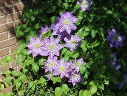 Clematis 'Crystal Fountain'  oder 'Fairy Blue' TM Evipo038 (N) - Clematis 'Crystal Fountain' oder 'Fairy Blue'TM Evipo038 (N)