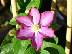 Baumschule Horstmann: Clematis Miniseelik, 60-100 cm, Clematis Miniseelik, Containerware