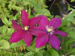 Clematis `Rosemoor` TM Evipo 002 (N), 60-100 cm, Containerware
