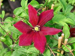 Clematis rot