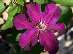 Baumschule Horstmann: Clematis Stasik, 60-100 cm, Clematis Stasik, Containerware