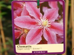 Clematis `Sugar Candy` TM Evione (N), 60-100 cm, Containerware Clematis `Sugar Candy` TM Evione (N), 60-100 cm, Containerware