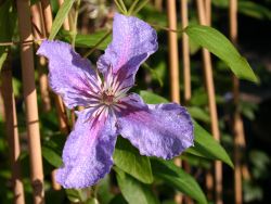 Clematis `Teksa`, 60-100 cm, Clematis `Teksa`, Containerware Clematis `Teksa`, 60-100 cm, Clematis `Teksa`, Containerware