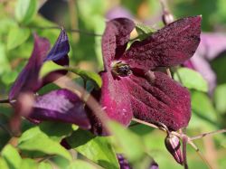 Clematis 'Black Prince' - Clematis viticella 'Black Prince'