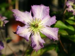Clematis `Tentel`, 60-100 cm, Clematis viticella `Tentel`, Containerware