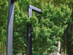 F�cher-Ahorn 'Shishigashira' / Cristatum, 60-80 cm, Containerware
