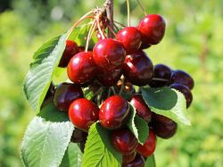 Pyramiden Sauerkirsche Prunus 'Maynard' �, 50-60 cm, Obst im Container