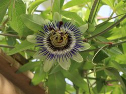 Passionsblume 'Purple Haze' - Passiflora 'Purple Haze'