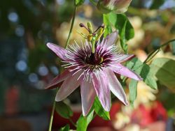 Passionsblume Victoria