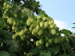 Hopfen - Humulus lupulus