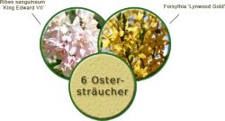 Ostersträucher - Schneiden Sie Ihren Strauß selbst, 60-100 cm, Containerware